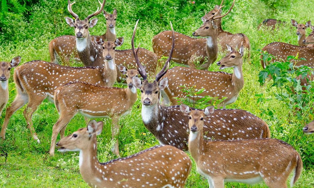 Bandipur National Park - Karnataka