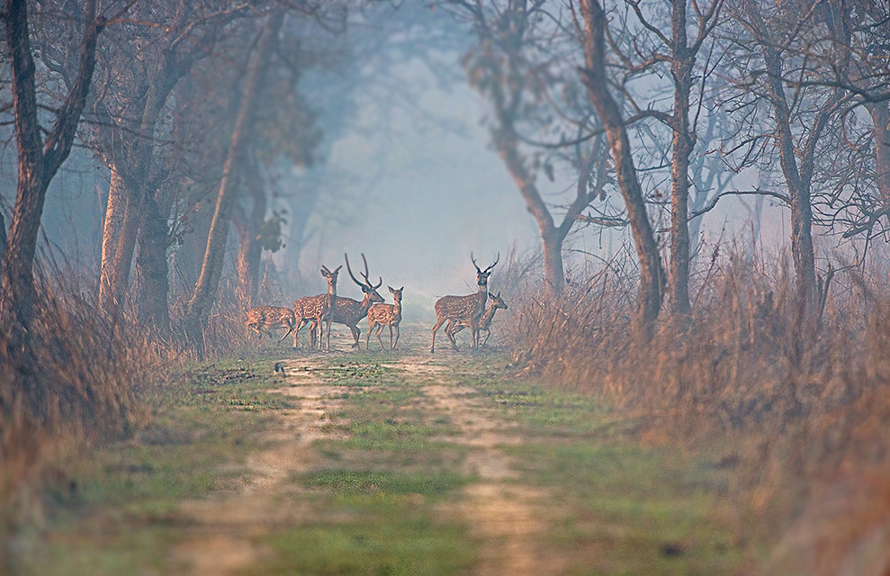 Dudhwa National Park - Uttar Pradesh