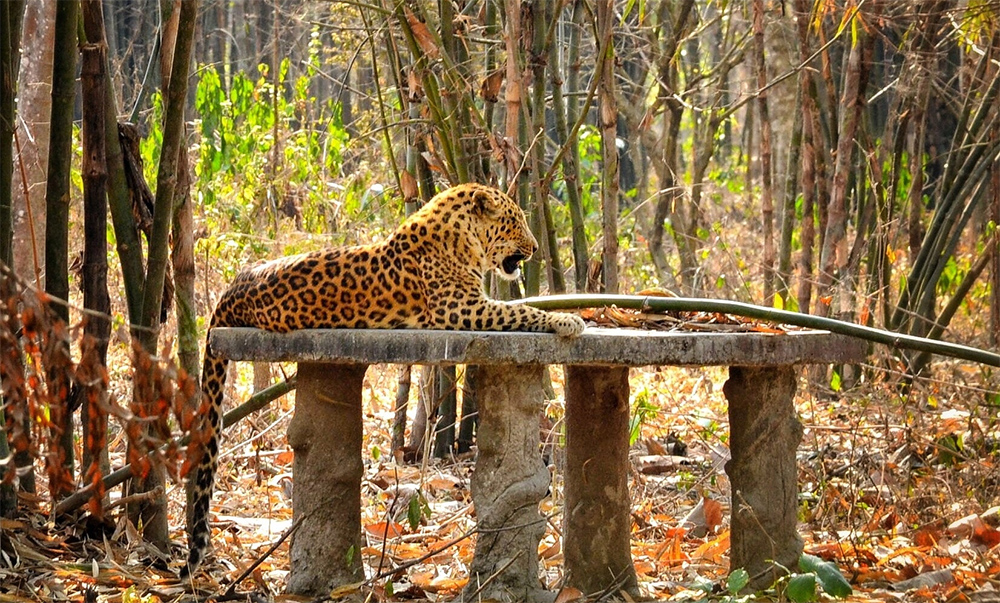 Gorumara Wildlife Sanctuary