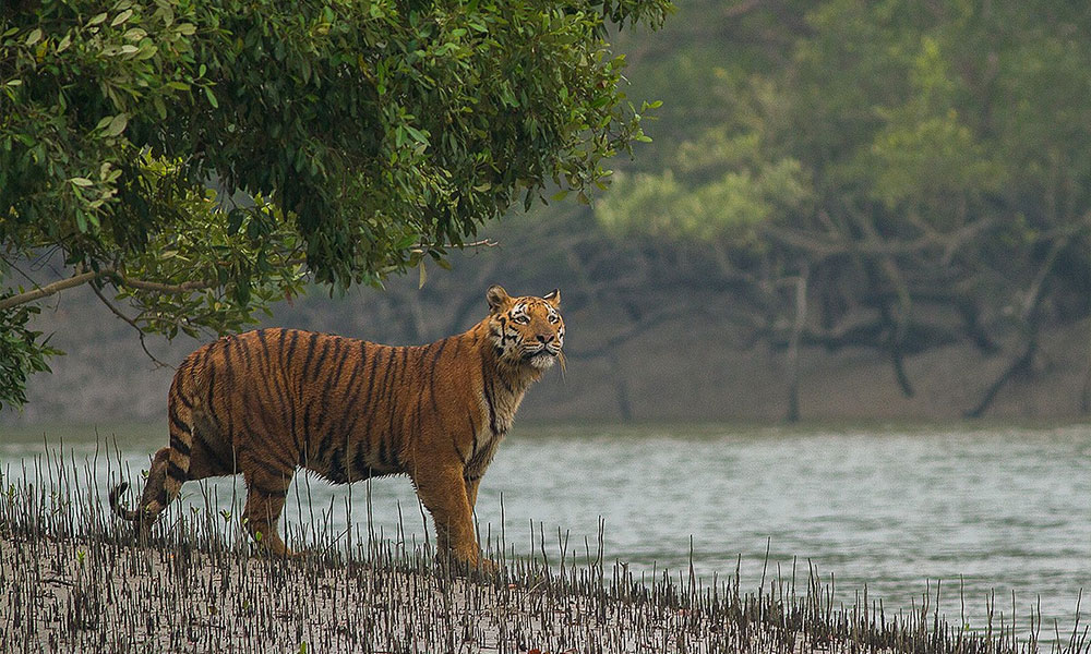 Sundarbans National Park - West Bengal