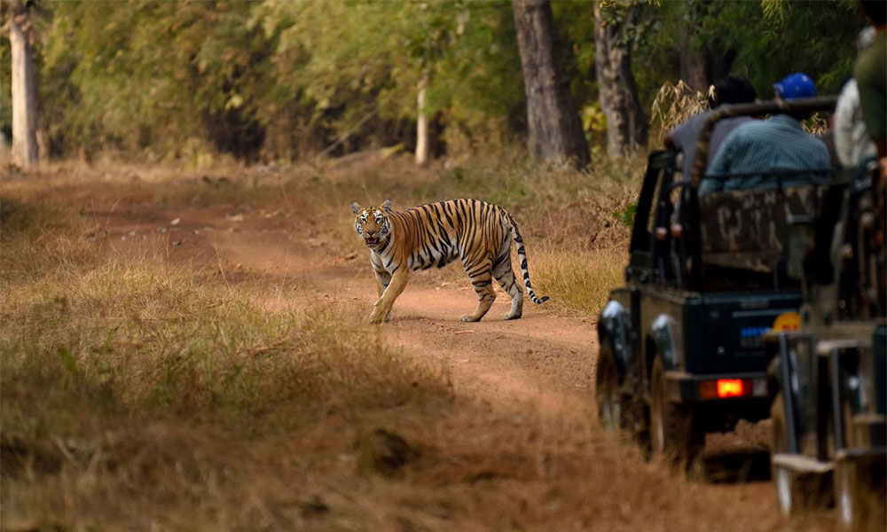 Tadoba Andhari Tiger Reserve - Maharashtra
