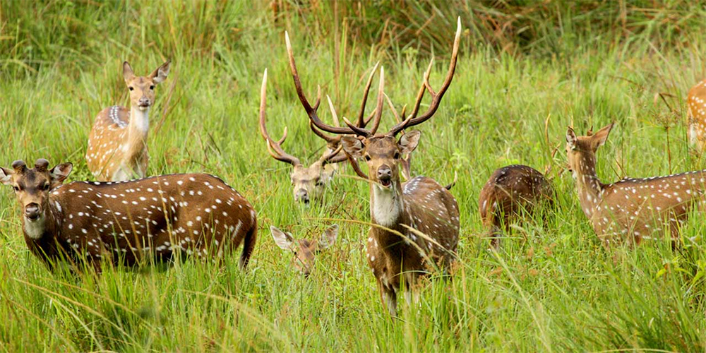 Wayanad Wildlife Sanctuary - Kerala