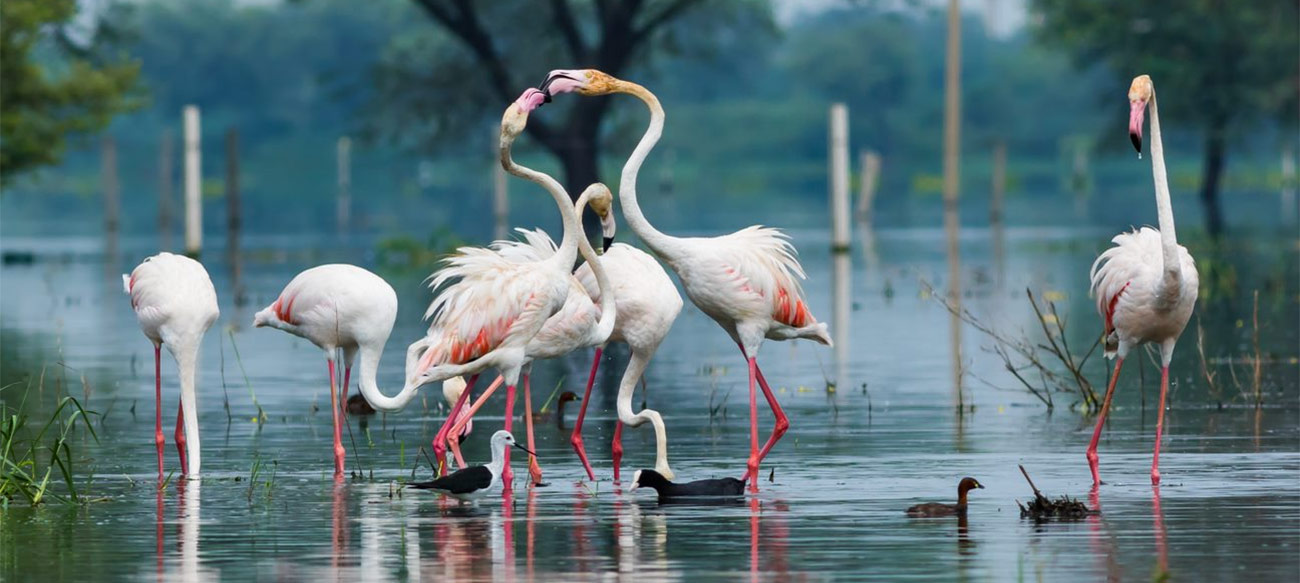 Keoladeo National Park (designated in 1985)