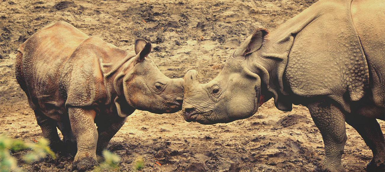 Manas Wildlife Sanctuary (designated in 1985)