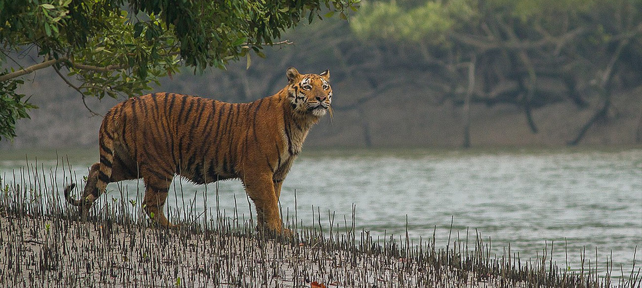 Sundarbans National Park (designated in 1987)