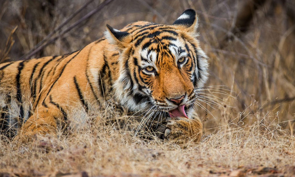 10 Best Tiger Safari in India