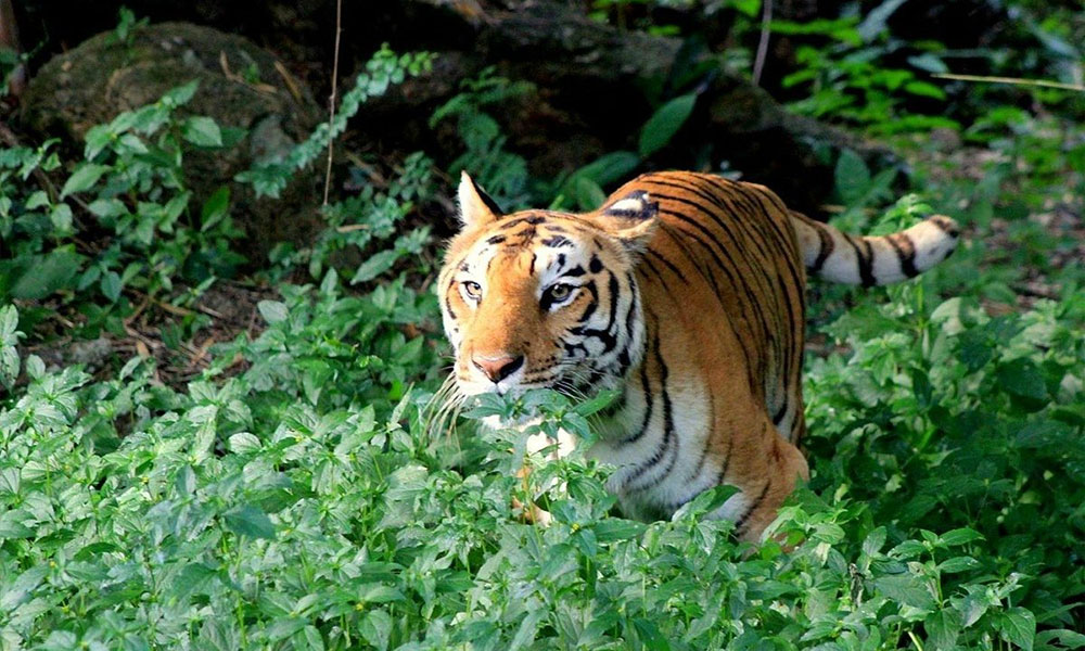 Bannerghatta National Park