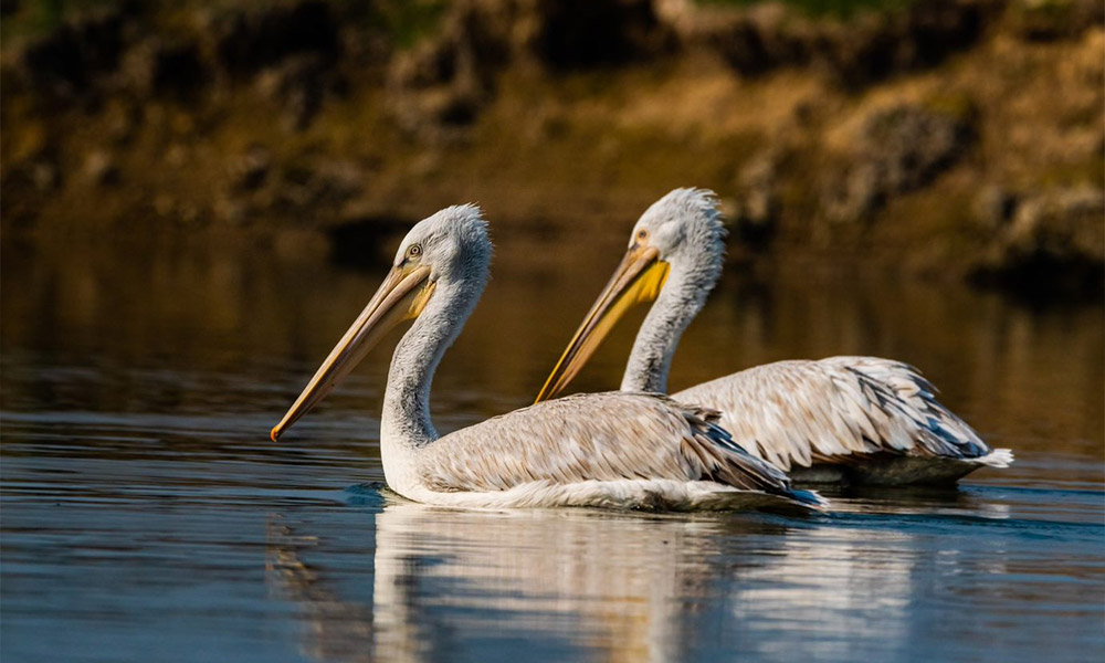 Bharatpur Bird Sanctuary- Spectate the Birds in their Natural Habitat