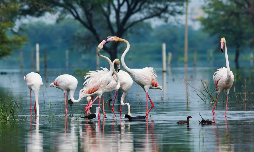 Bharatpur Bird Sanctuary