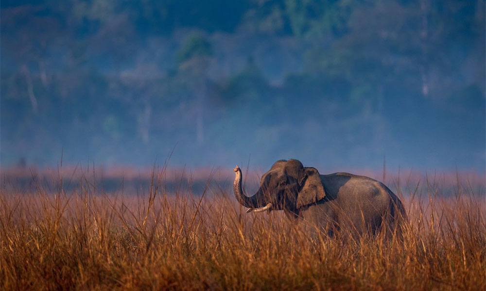 Corbett National Park