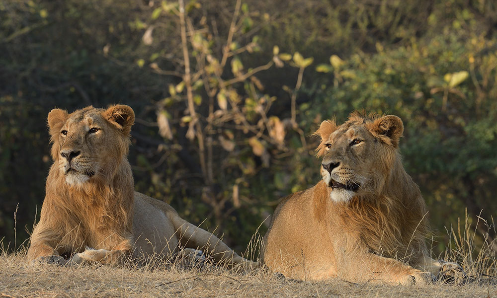 Sasan Gir Wildlife Sanctuary, Gujarat