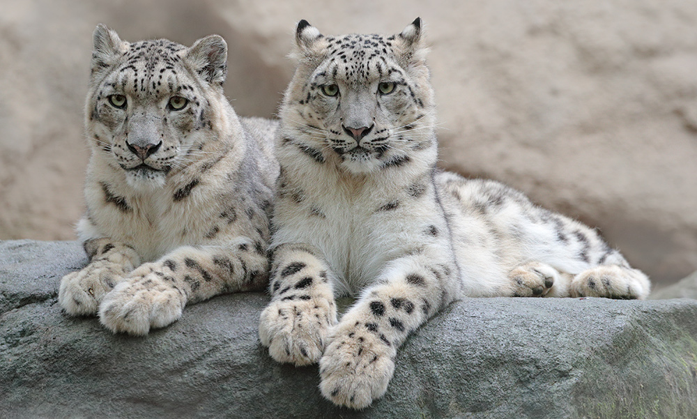 Hemis National Park - Jammu and Kashmir