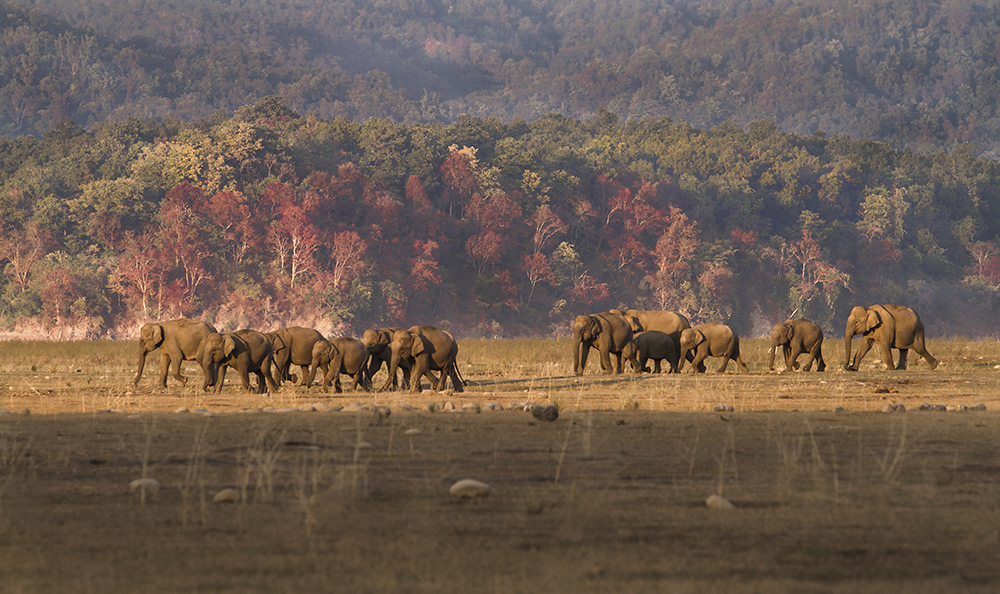 Jim Corbett National Park - Uttarakhand