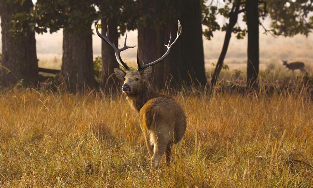 Kanha National Park