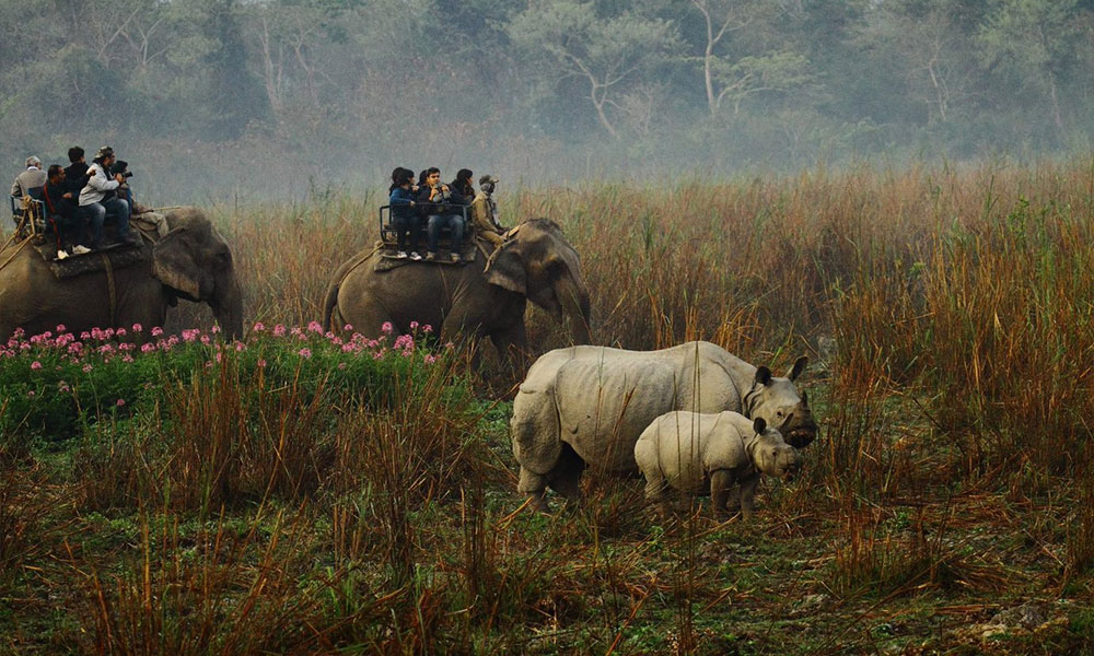 Kaziranga National Park - Assam