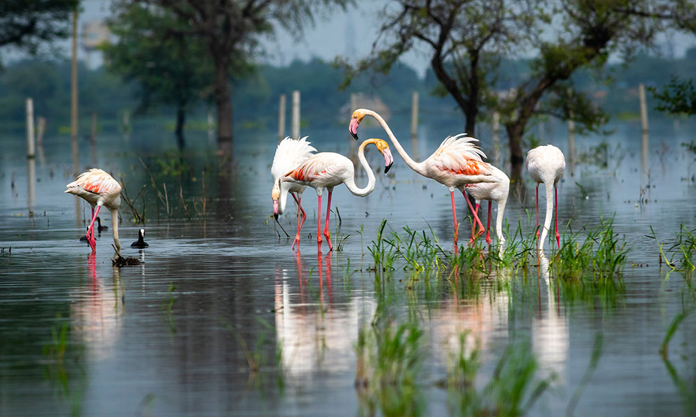 Keoladeo National Park - Rajasthan