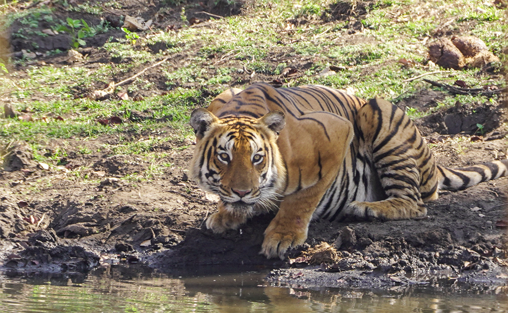 Mudumalai Wildlife Sanctuary