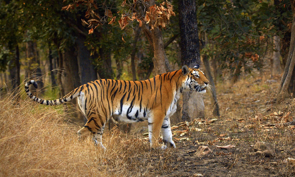 Pench National Park