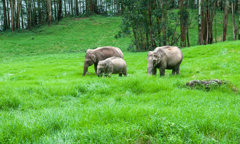 Periyar National Park, Kerala