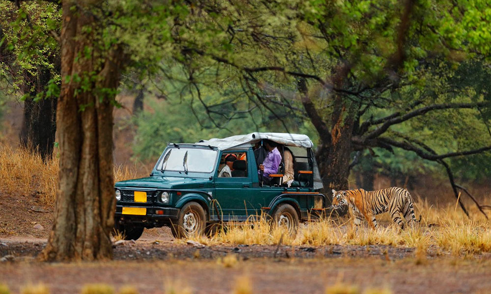 Ranthambore National Park, Rajasthan