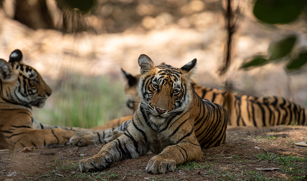 Sariska National Park - Rajasthan