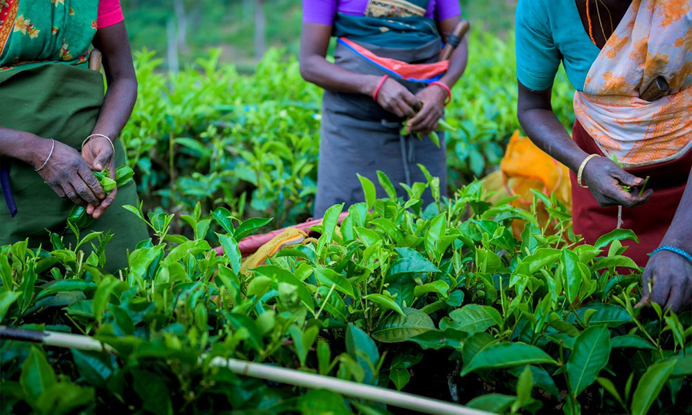 Tea Factory