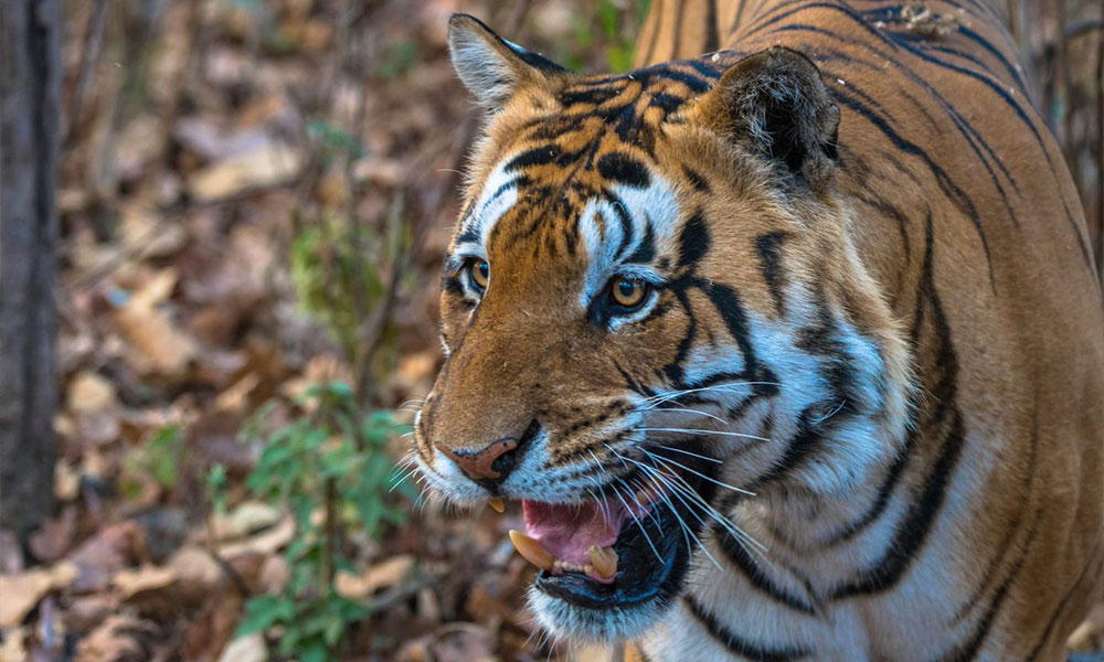 The Incredible wildlife