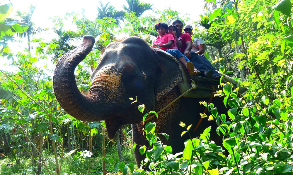 Thekkady- Jumbo Elephant