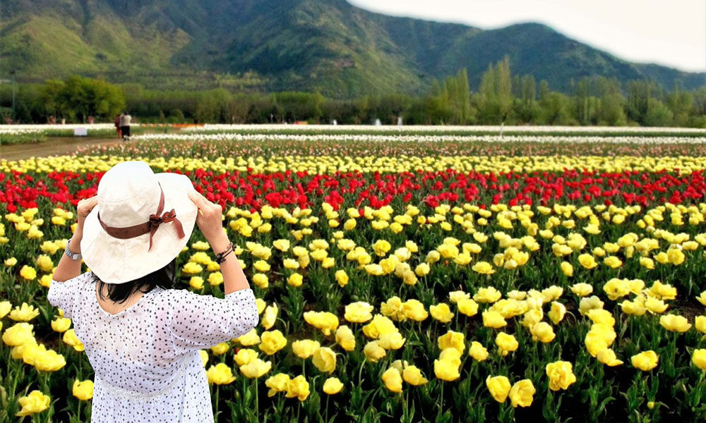 Tulip Flower Festival of Kashmir