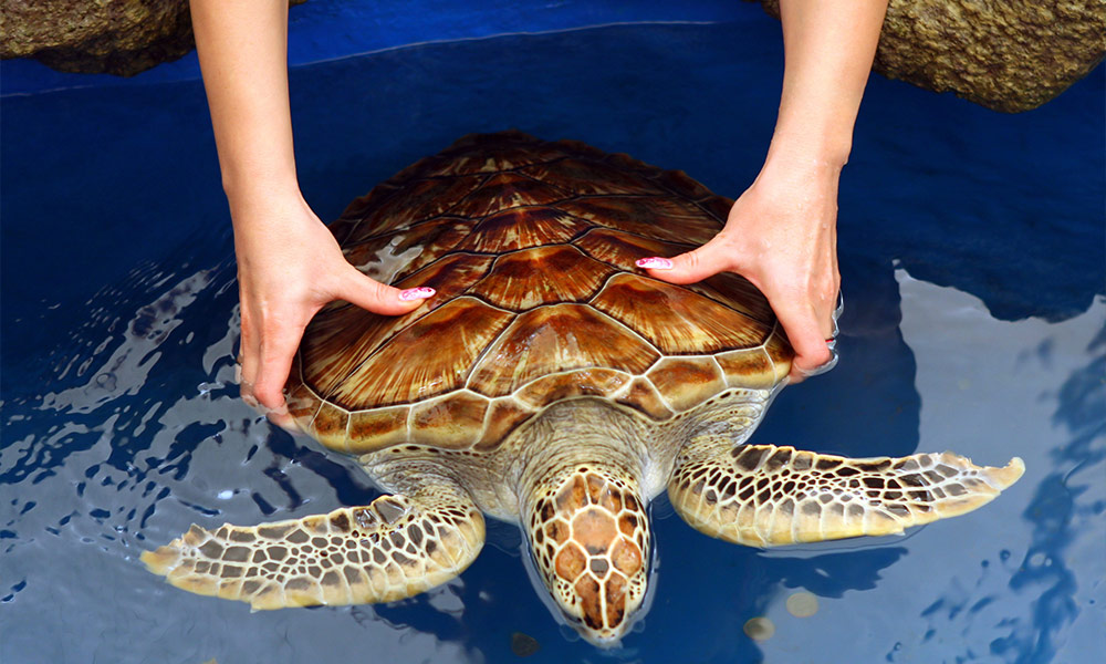 Turtle Hatchery