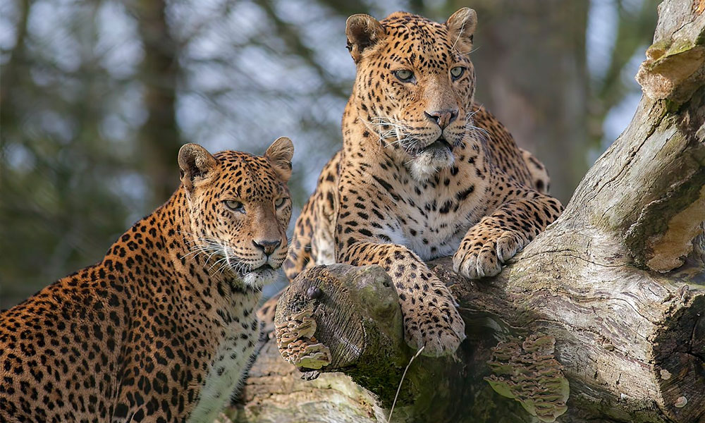 Wildlife of Sri Lanka will amaze you!