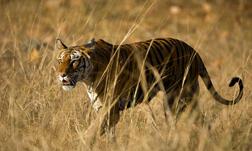 How Many Days Do You Need for an India Wildlife Trip? Comprehensive Itineraries