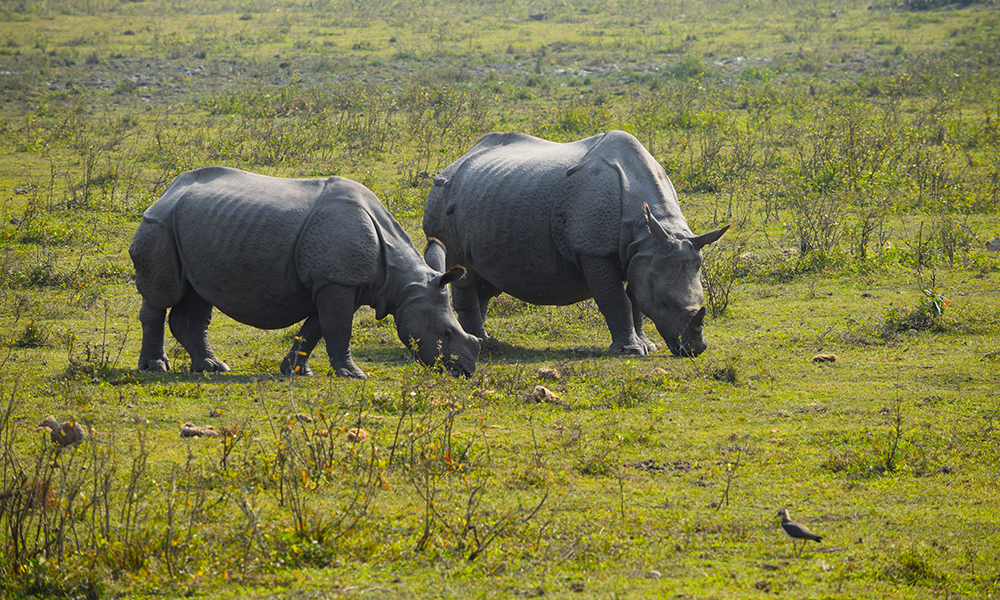 North East India Tour Packages with Custom Itineraries and Private Travel Planning