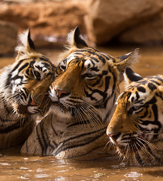 Colourful Rajasthan with Tigers