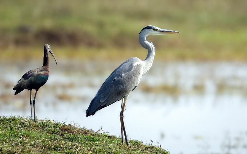 Bird Watching Tour India