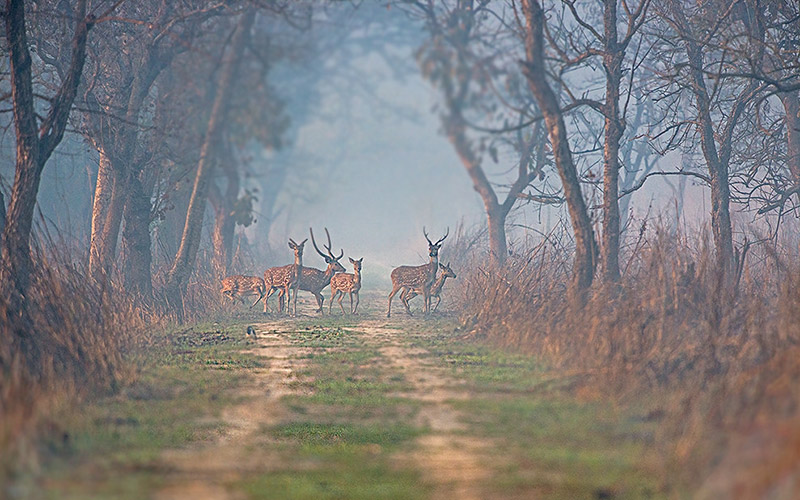 Dudhwa National Park