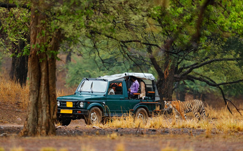 Famous and Exciting Wildlife Safaris in India