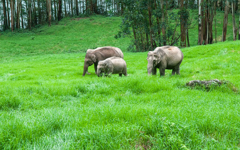 Periyar National Park