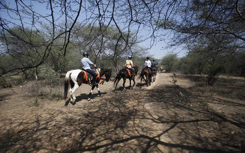 The Royal Horse Safari India