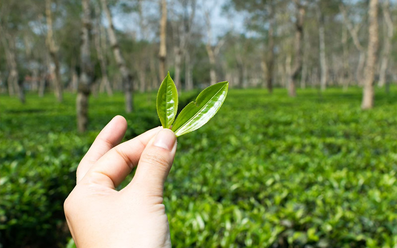 Top Places to Visit India Tea Plantations