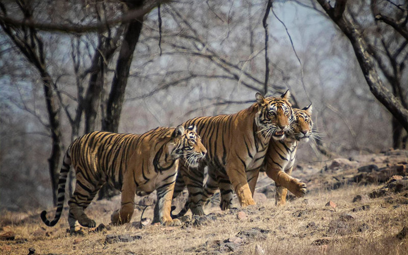 Wildlife Sanctuaries in India