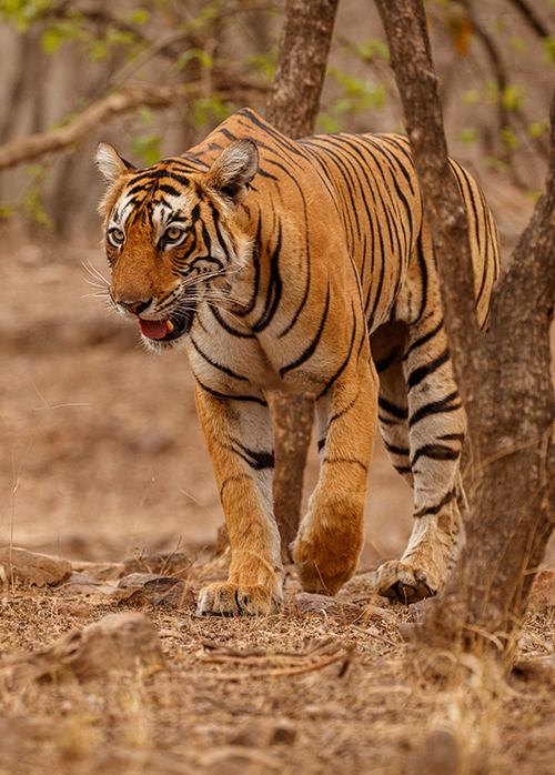 Wildlife India