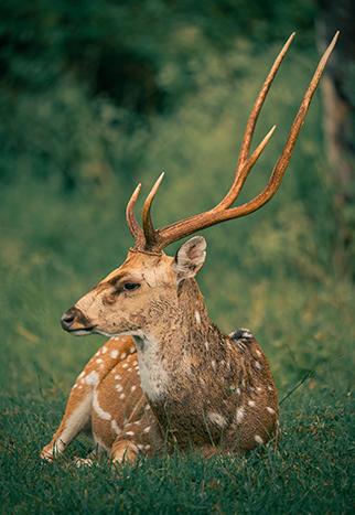 Wildlife India